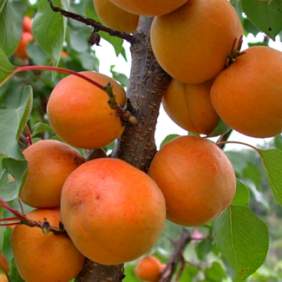 Саженцы колоновидного абрикоса