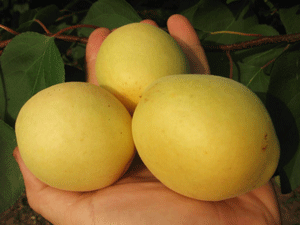 саженцы абрикоса почтой из Крыма