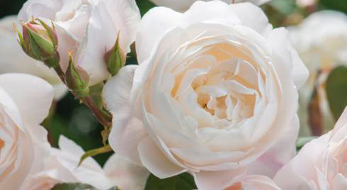 купить саженцы английской розы Дэвида Остина в Крыму