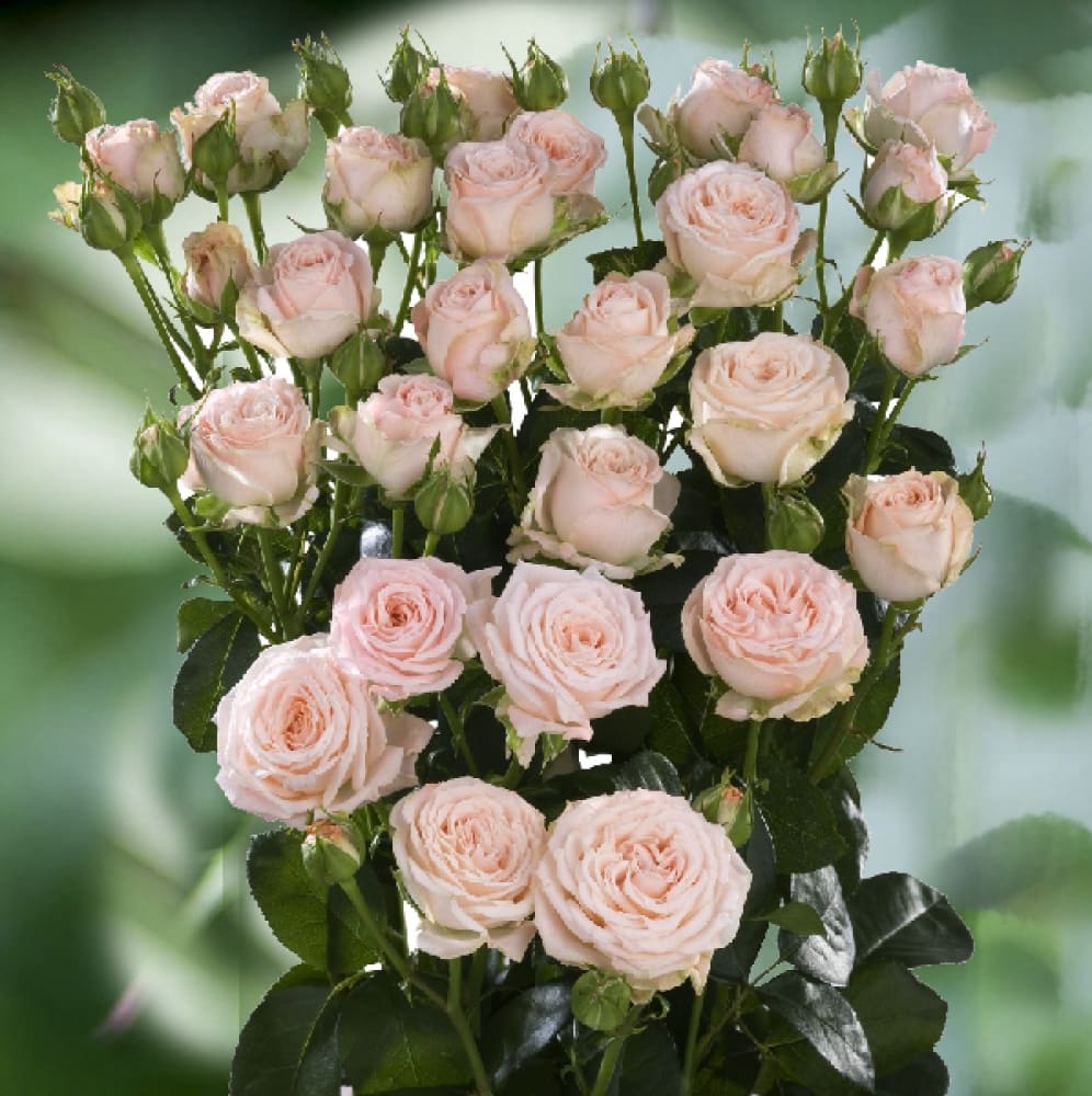 Розовая бордюрная роза из Крыма