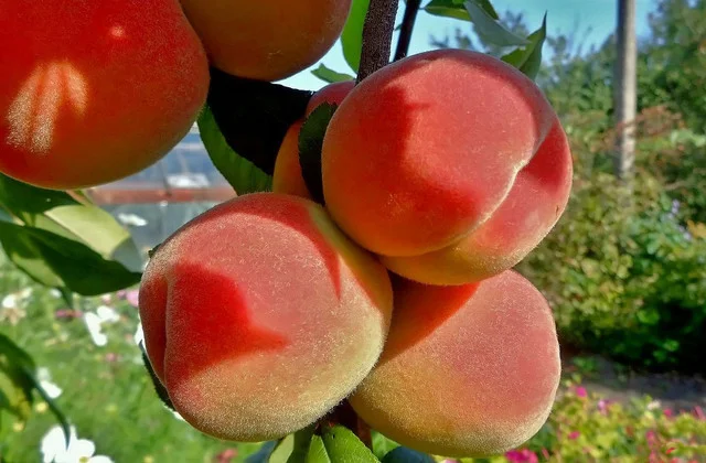 саженцы колоневидного персика в Крыму