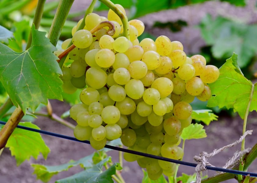 саженцы винограда кишмиш в Rрыму