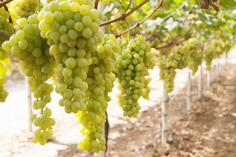 саженцы белых сортов винограда кишмиш в Крыму