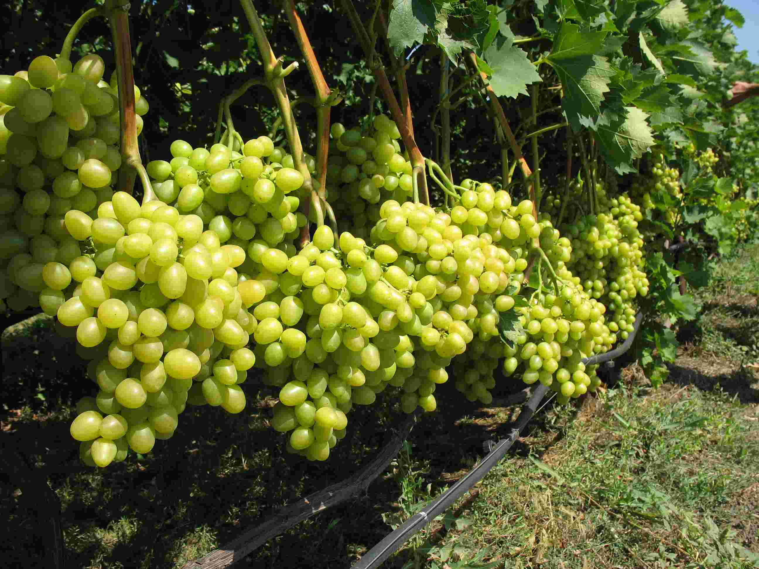 купить саженцы винограда в Крыму