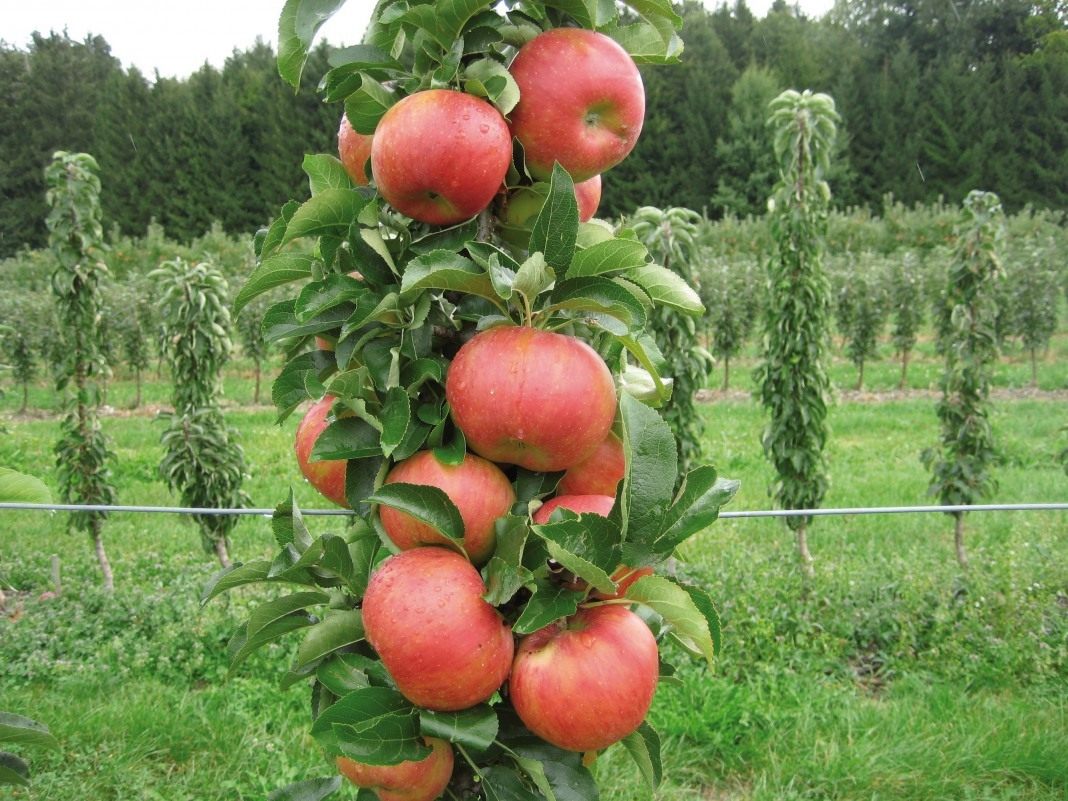 Яблоки с колоновидной яблони