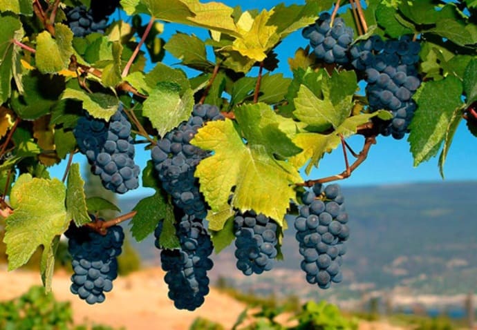 саженцы винограда в Крыму