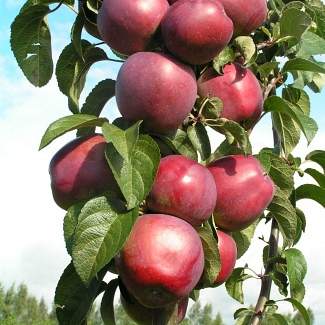 Колоновидная яблоня Арбат из Крыма