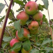 Купить Колоновидная яблоня Алые Паруса - цена, продажа саженцев в России изКрыма