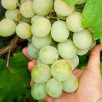 Саженцы винограда Кеша
