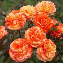 Роза плетистая Оранж лемон