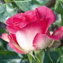 Роза чайно-гибридная Утро Парижа
