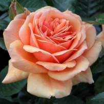 Роза чайно-гибридная Ашрам
