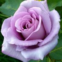 Роза чайно-гибридная Блу Парфум