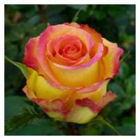 Роза чайно-гибридная Эмбианс