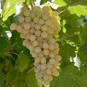 Новинки селлекции винограда