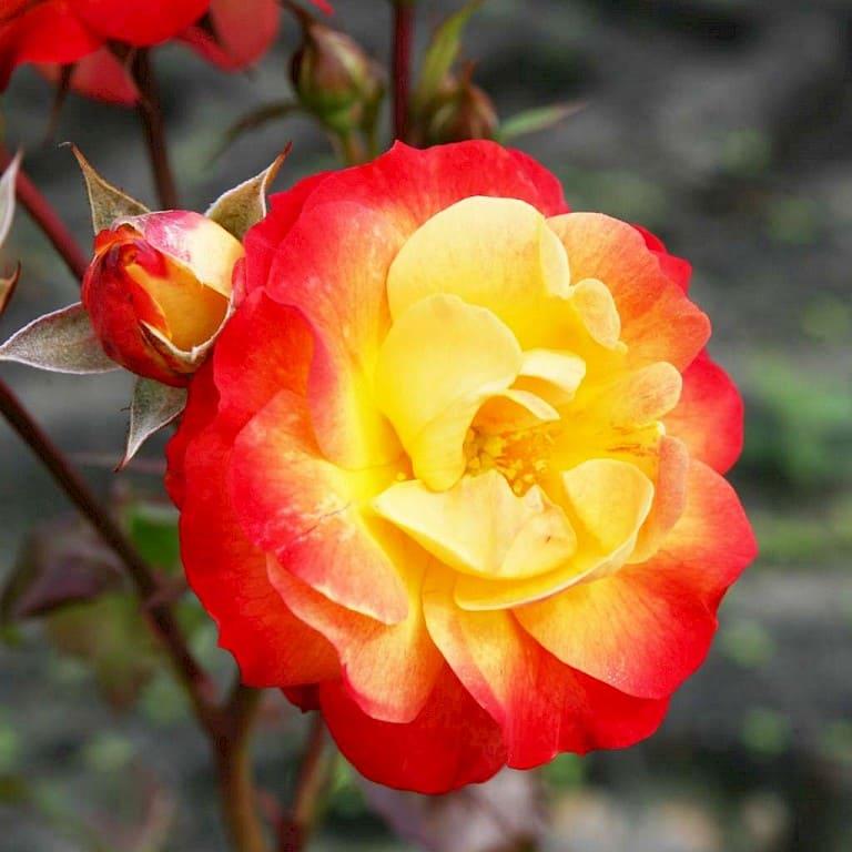 купить саженцы розы Флорибунда в Крыму