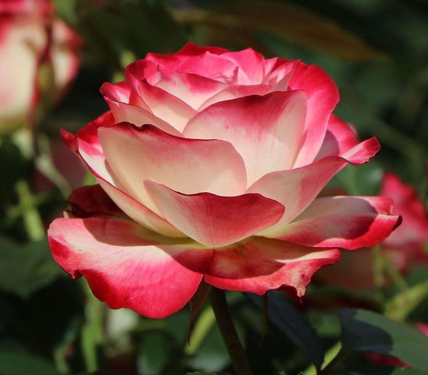 доставка почтой саженцев розы Флорибунда по России