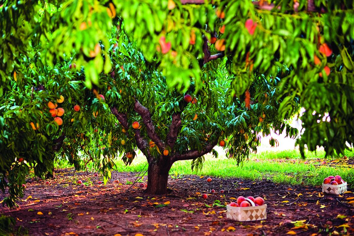 саженцы персиков в Крыму