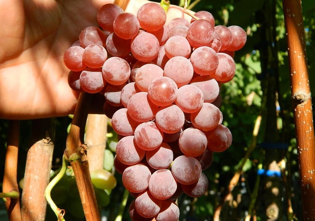 саженцы розовых сортов винограда кишмиш в Крыму