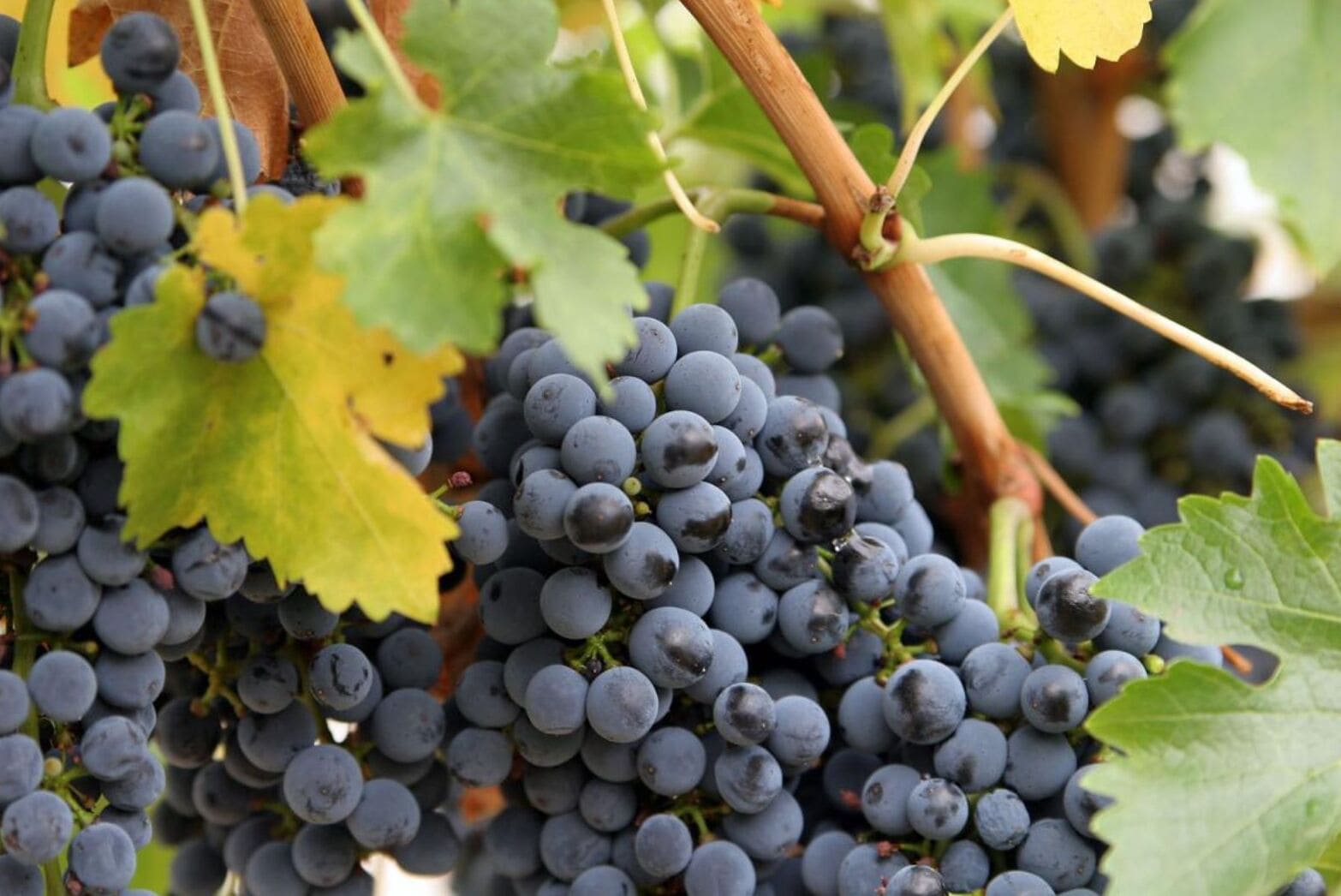 саженцы темных сортов винограда кишмиш в Крыму