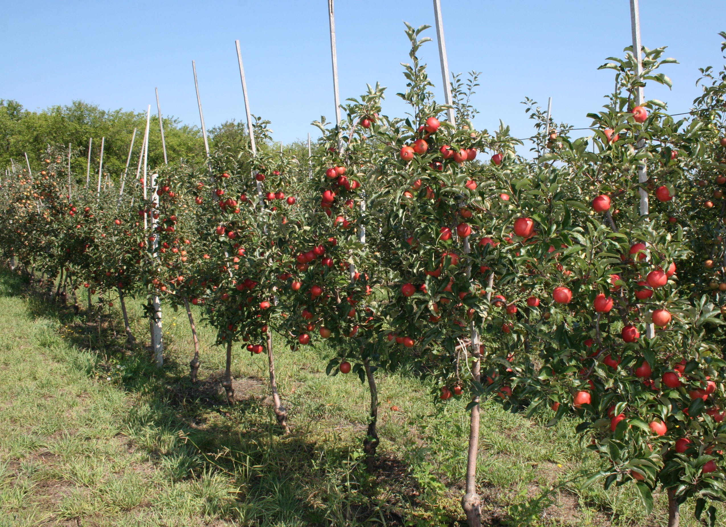 купить саженцы яблони в Крыму