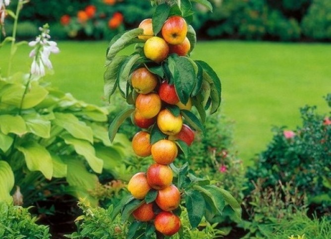 Лучшие колоновидные яблони с фото и описанием | Сорта для вашего сада