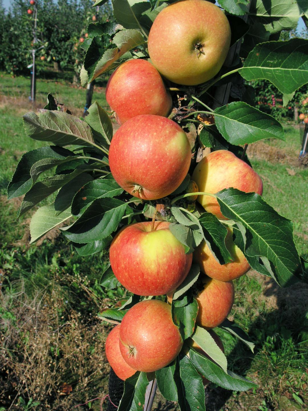 Яблоки колоновидной яблони из Крыма