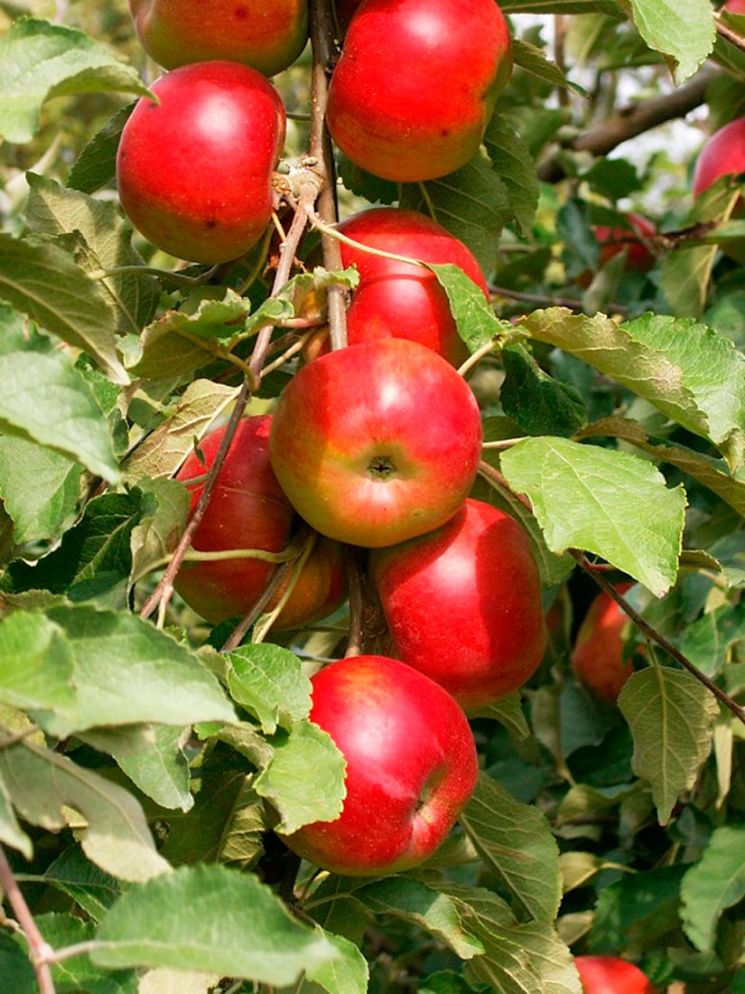 Колоновидные яблони, Крым
